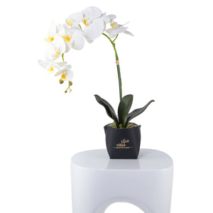 White orchid flower in a black leather vase