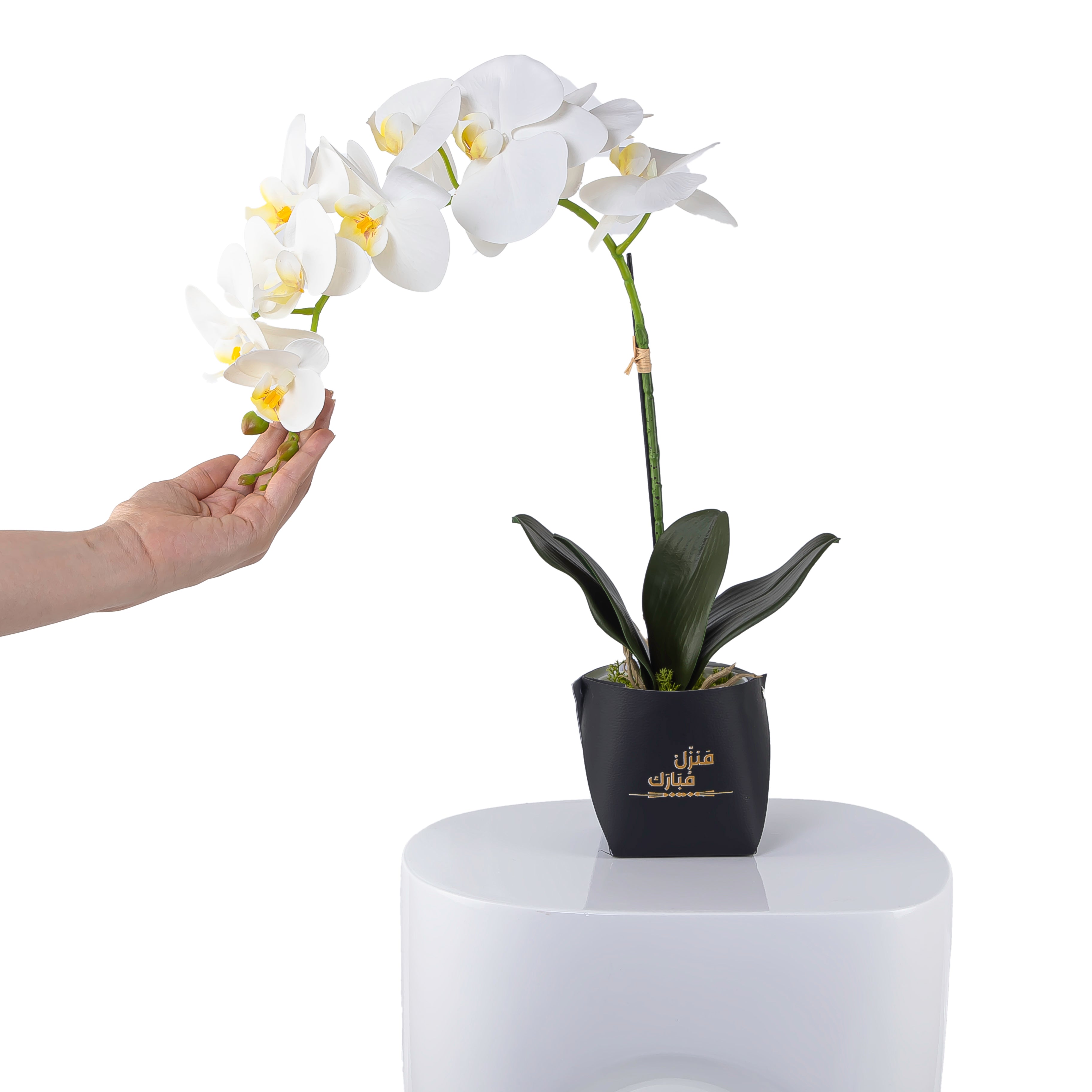 White orchid flower in a black leather vase