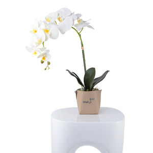 White orchid flower in a beige leather vase decorated with customized name