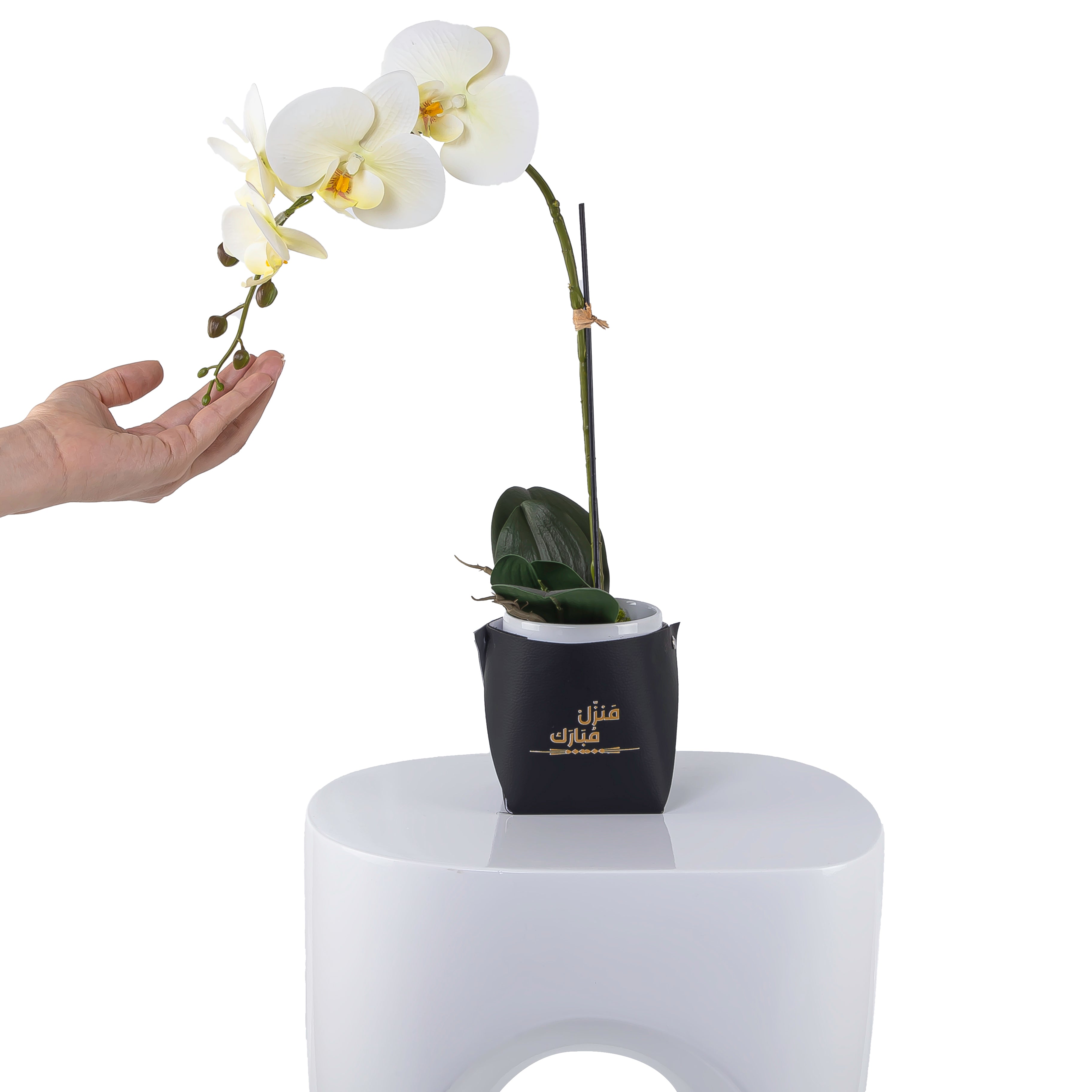 White orchid flower in a black leather vase