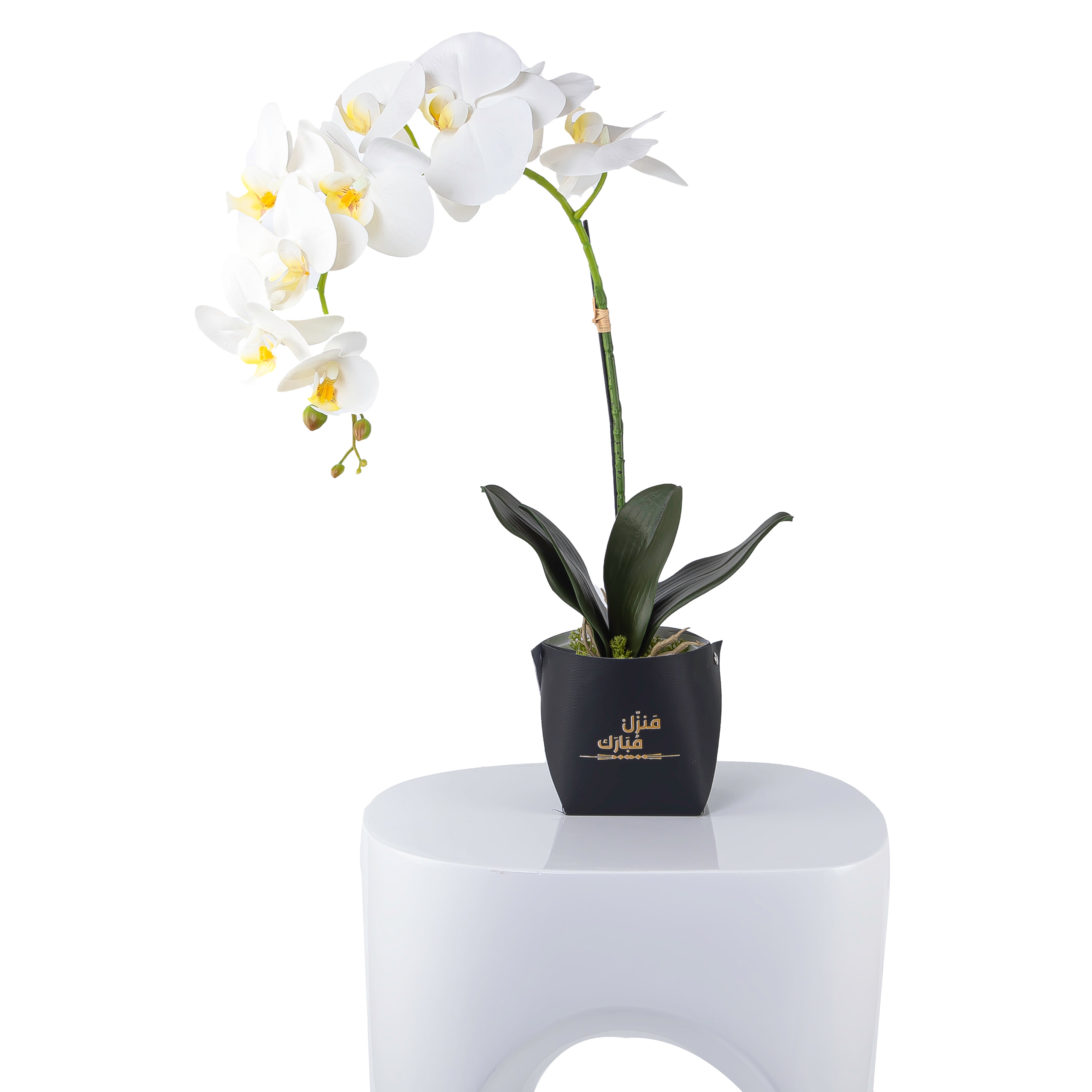 White orchid flower in a black leather vase