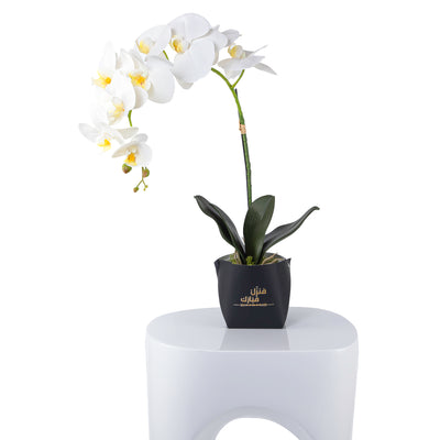 White orchid flower in a black leather vase