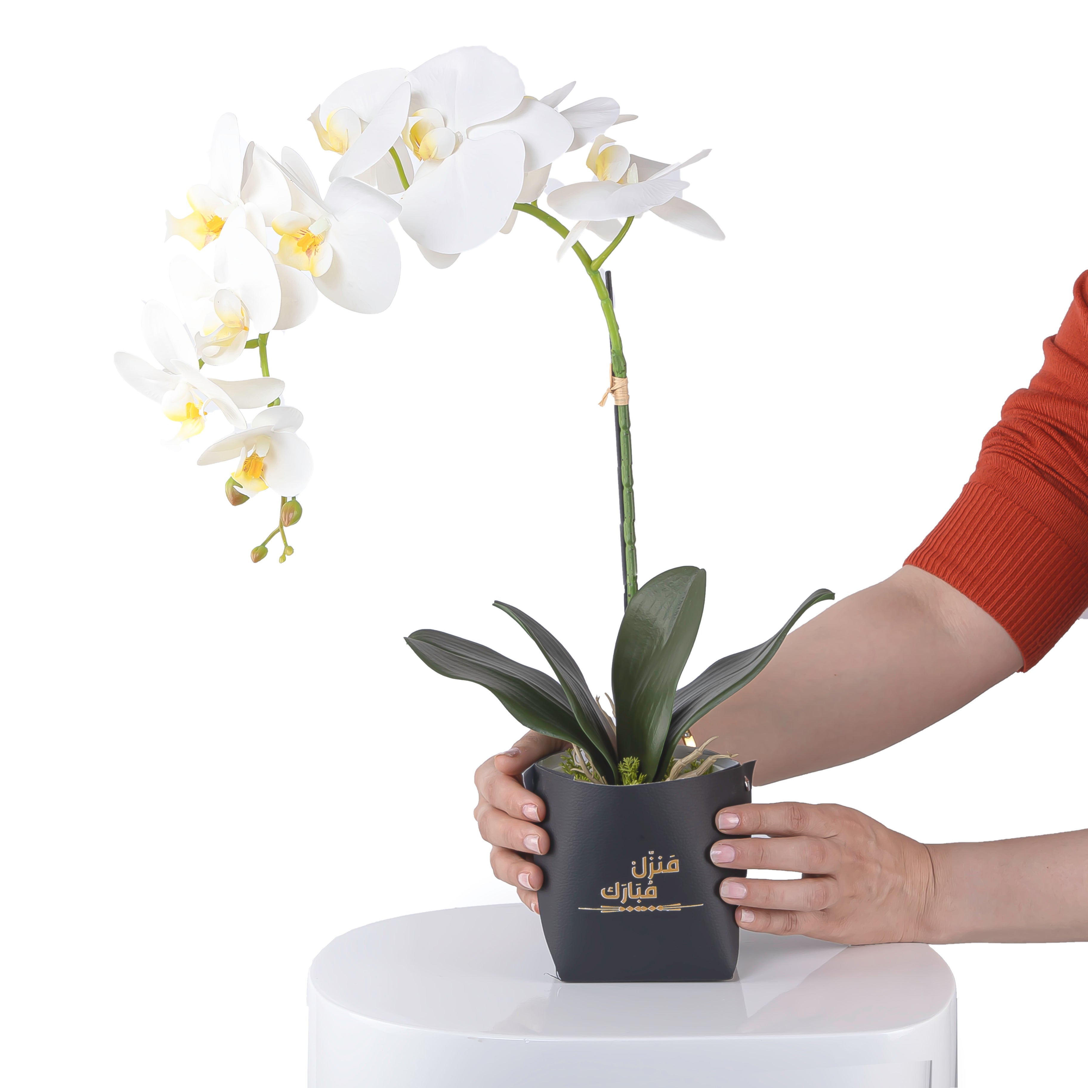 White orchid flower in a black leather vase