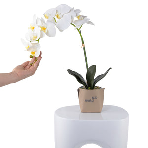 White orchid flower in a beige leather vase decorated with customized name 