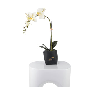 White orchid flower in a black leather vase