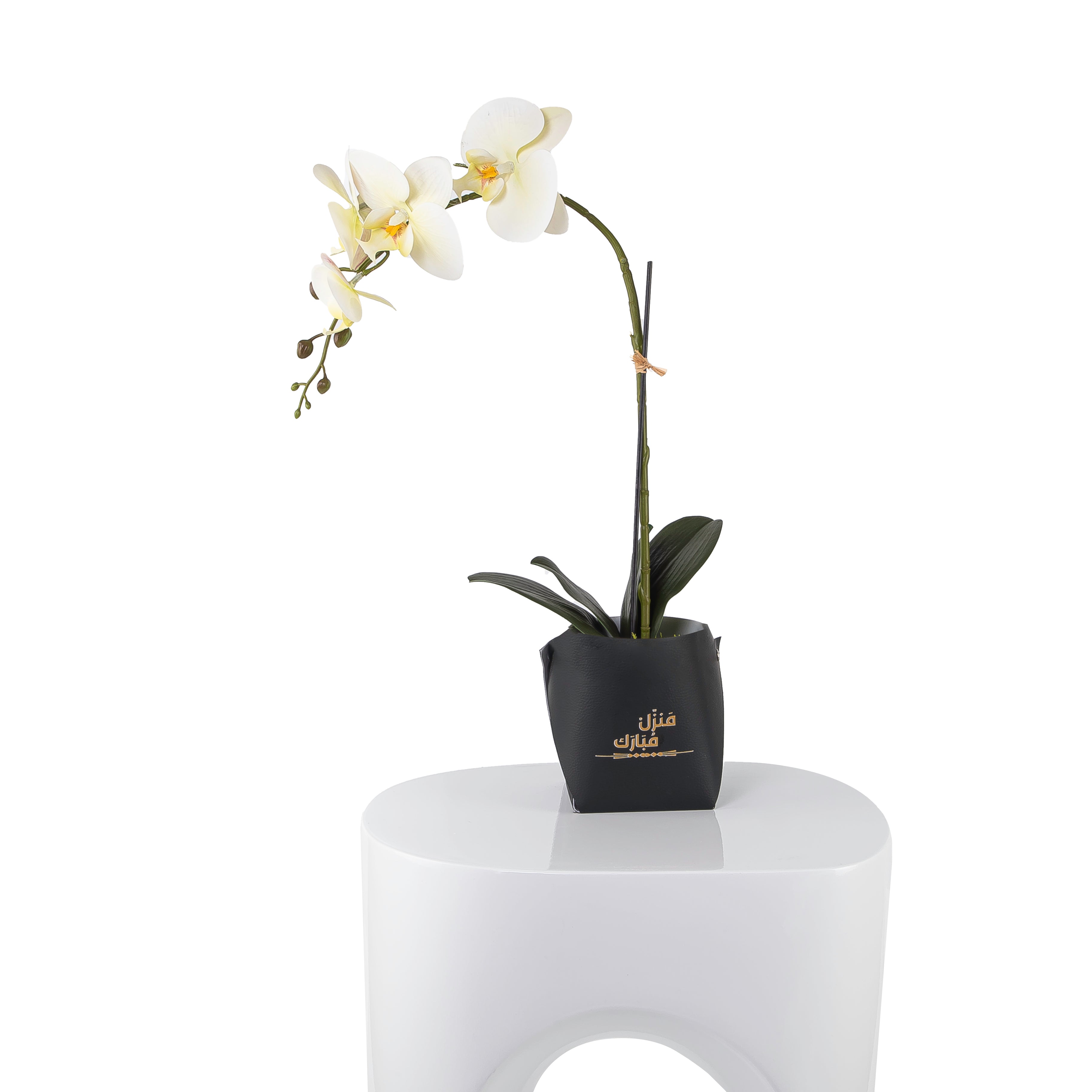 White orchid flower in a black leather vase